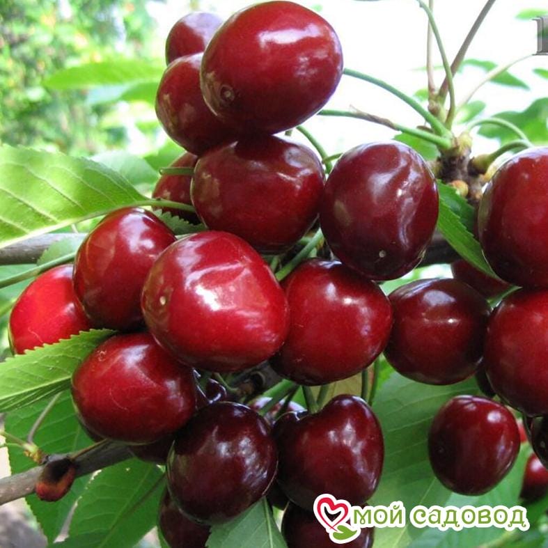 Черешня Хелена колоновидная