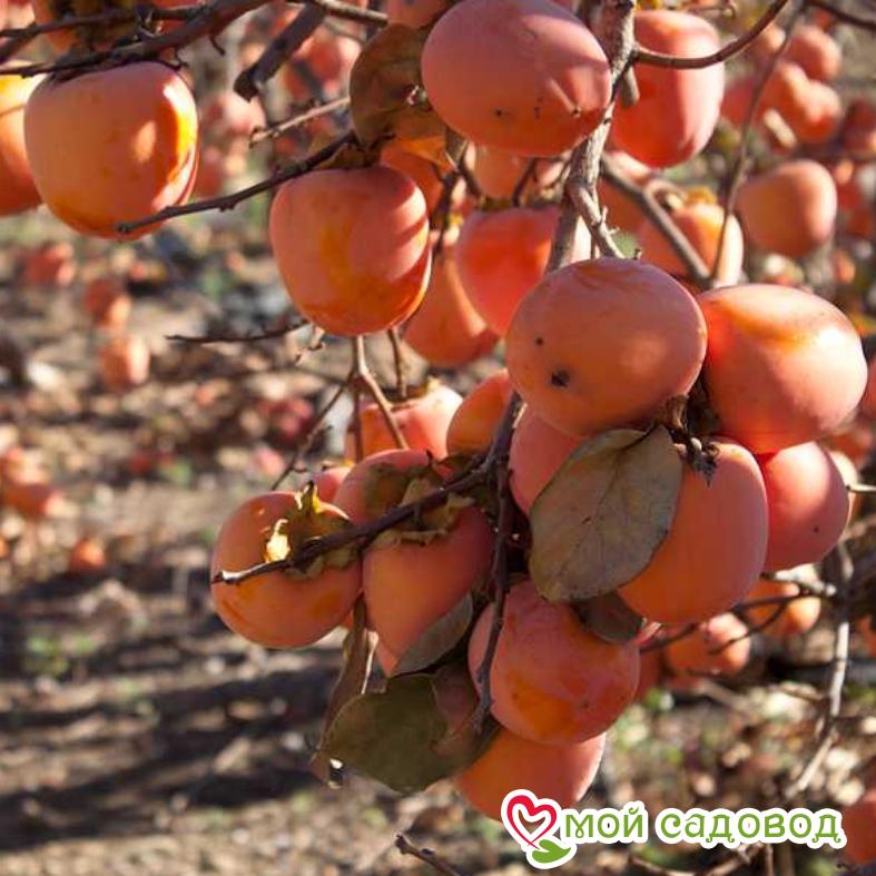 Хурма Росссиянка