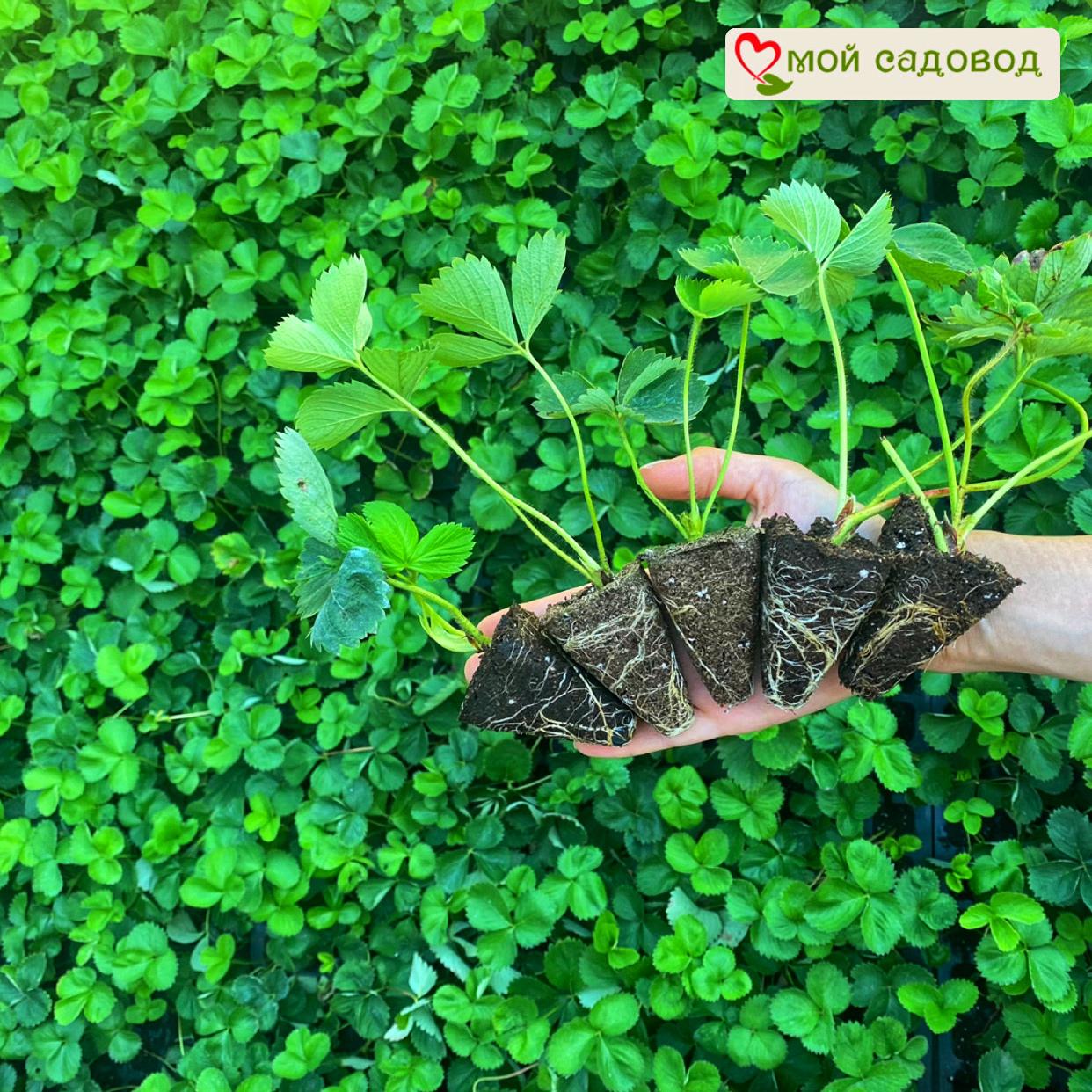 Клубника Сирия