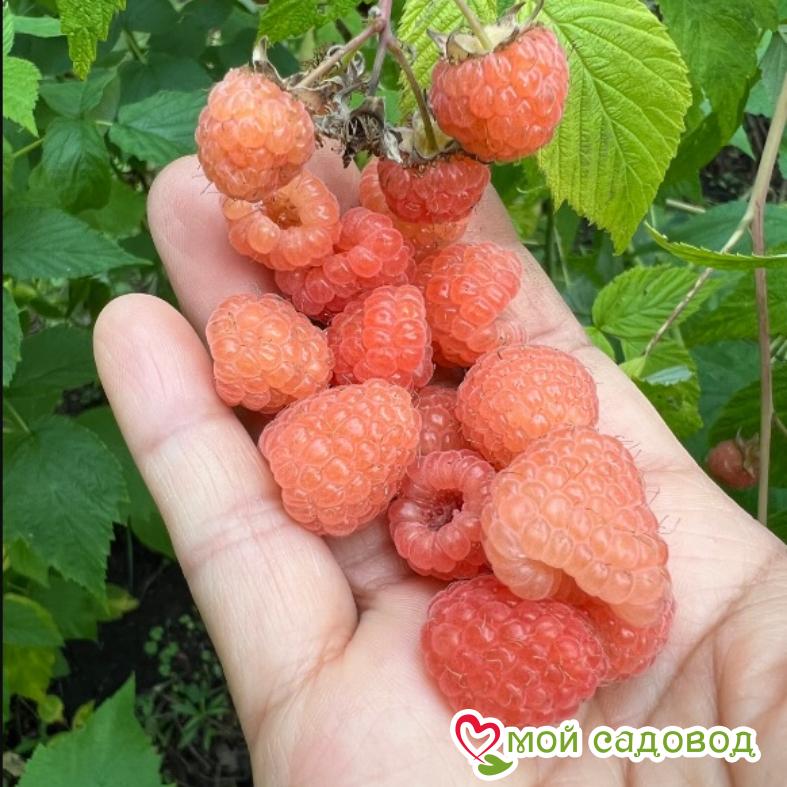 Малина Дабл Голд