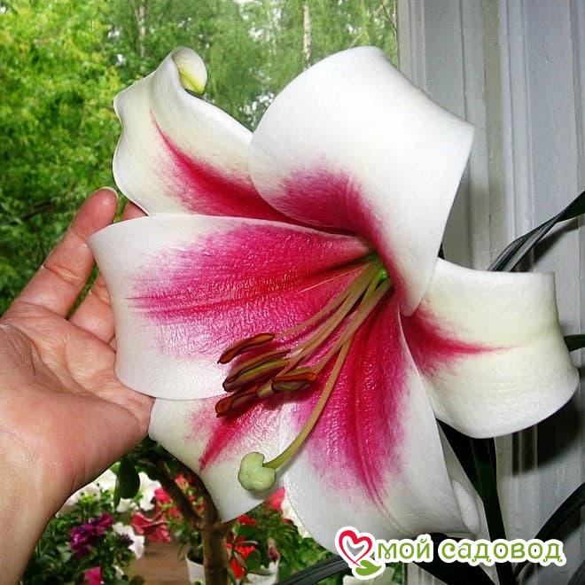 Лилия Алтари ОТ-ГИБРИД