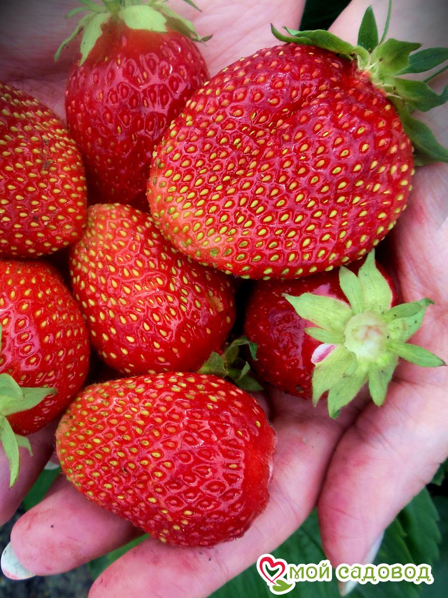 Клубника Сельва ремонтантная