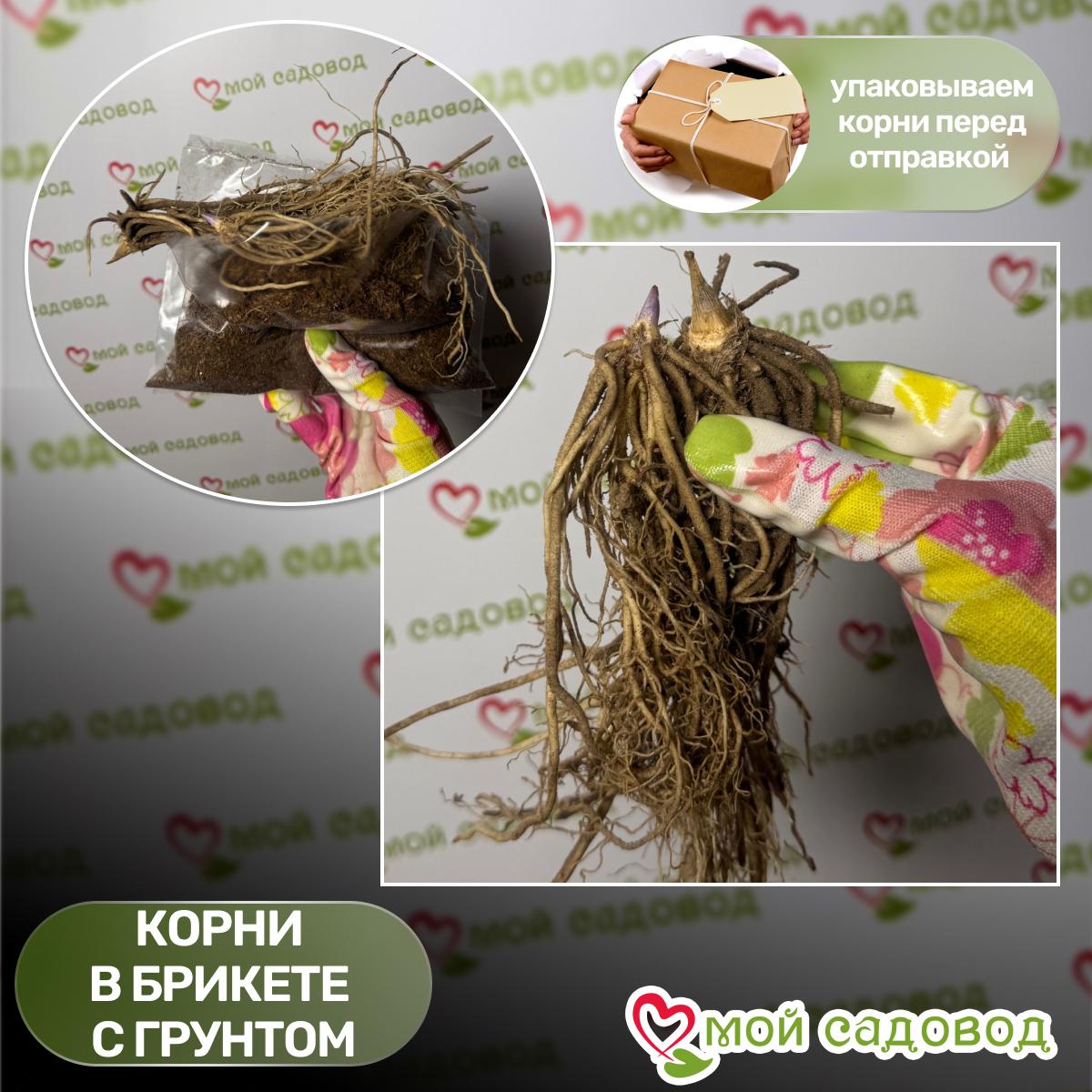 Хоста гибридная Мини Скирт