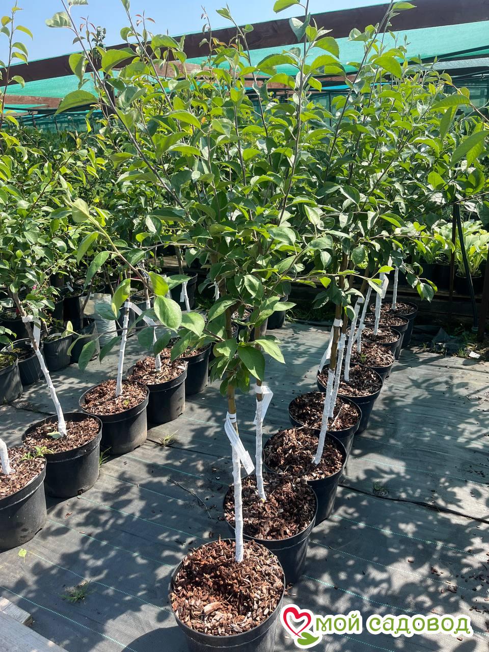 Яблоня Одиссо