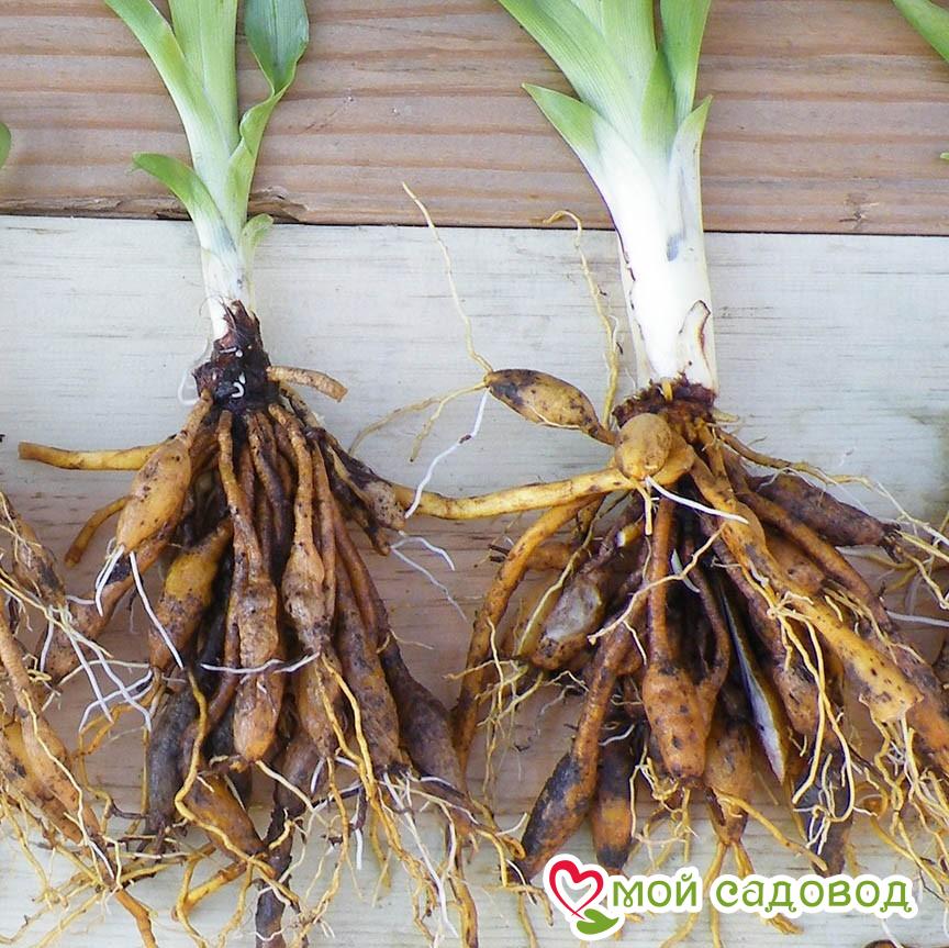 Лилейник Роял Карат